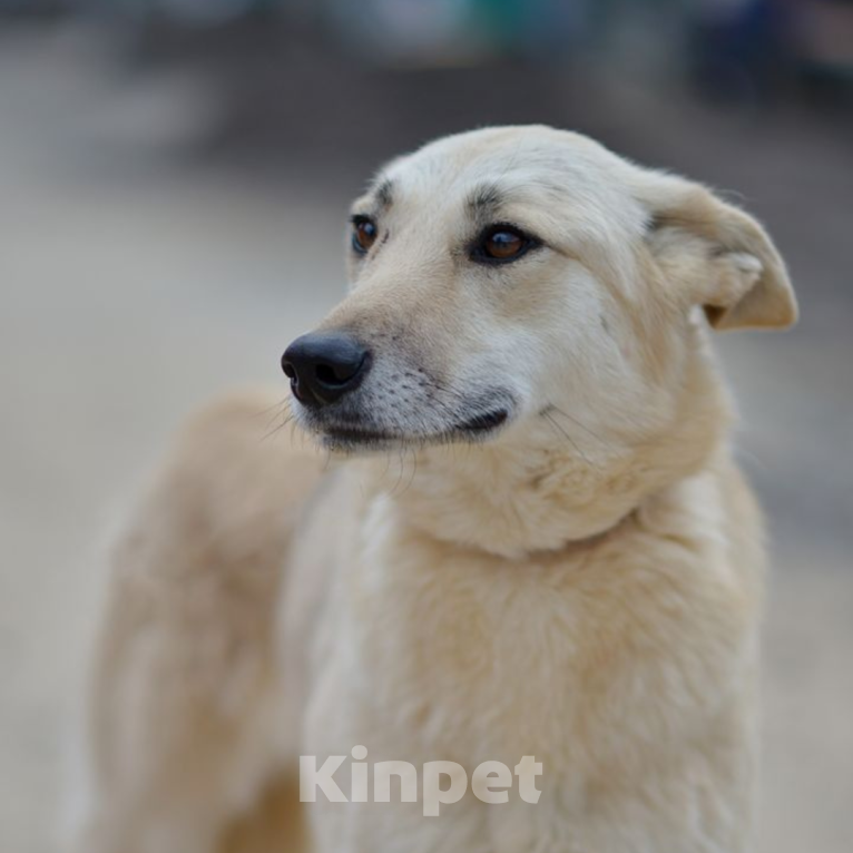 Собаки в Москве: Мишель Девочка, Бесплатно - фото 3