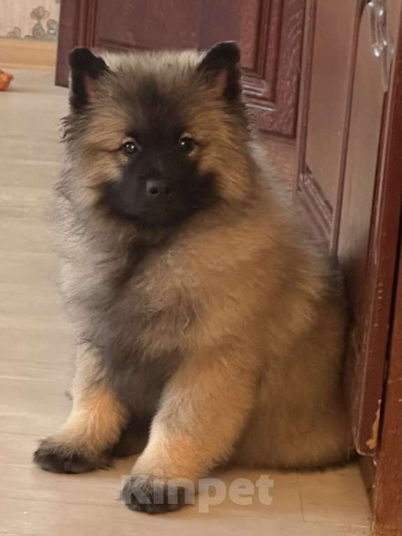 Собаки в Москве: Немецкий вольфшпиц/ кеемхонд Девочка, 100 000 руб. - фото 4