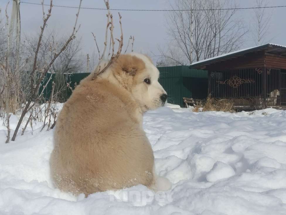 Собаки в Пскове: Среднеазиатская овчарка щенок алабай Девочка, 45 000 руб. - фото 4
