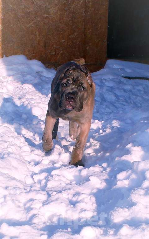 Собаки в Москве: Девочка кане корсо. Окрас голубой Девочка, 60 000 руб. - фото 6