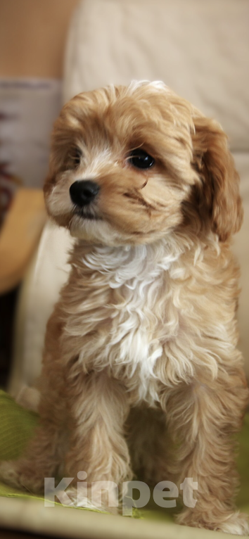 Собаки в Москве: Щенки Кавапу  Девочка, 50 000 руб. - фото 4