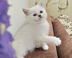Кошки в Воронеже: Шотландские котята Девочка, 10 000 руб. - фото 5