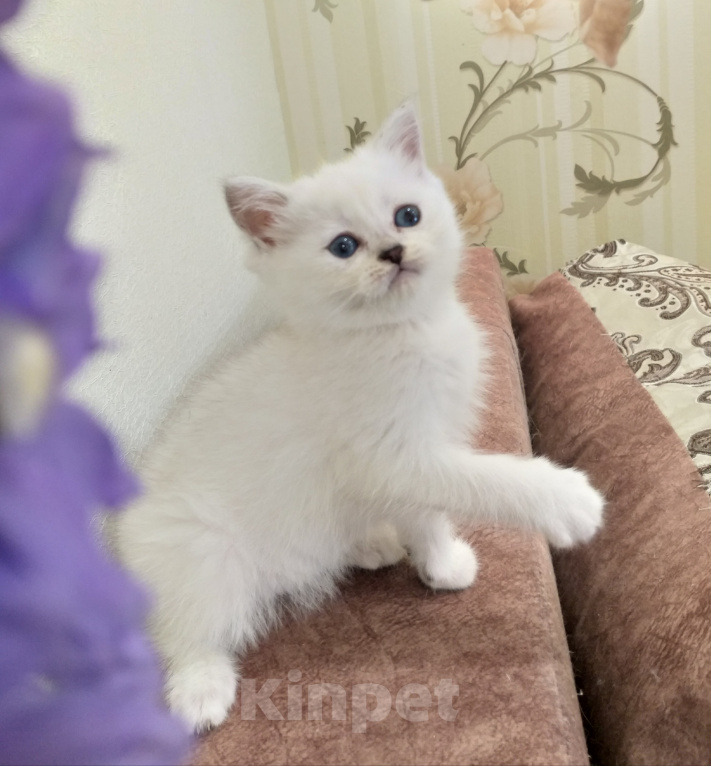 Кошки в Воронеже: Шотландские котята Девочка, 10 000 руб. - фото 5