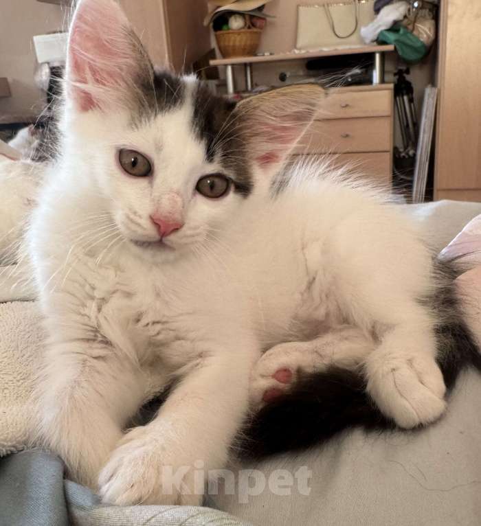 Кошки в Анапе: Продаю котенка породы Турецкий Ван Мальчик, 10 000 руб. - фото 2