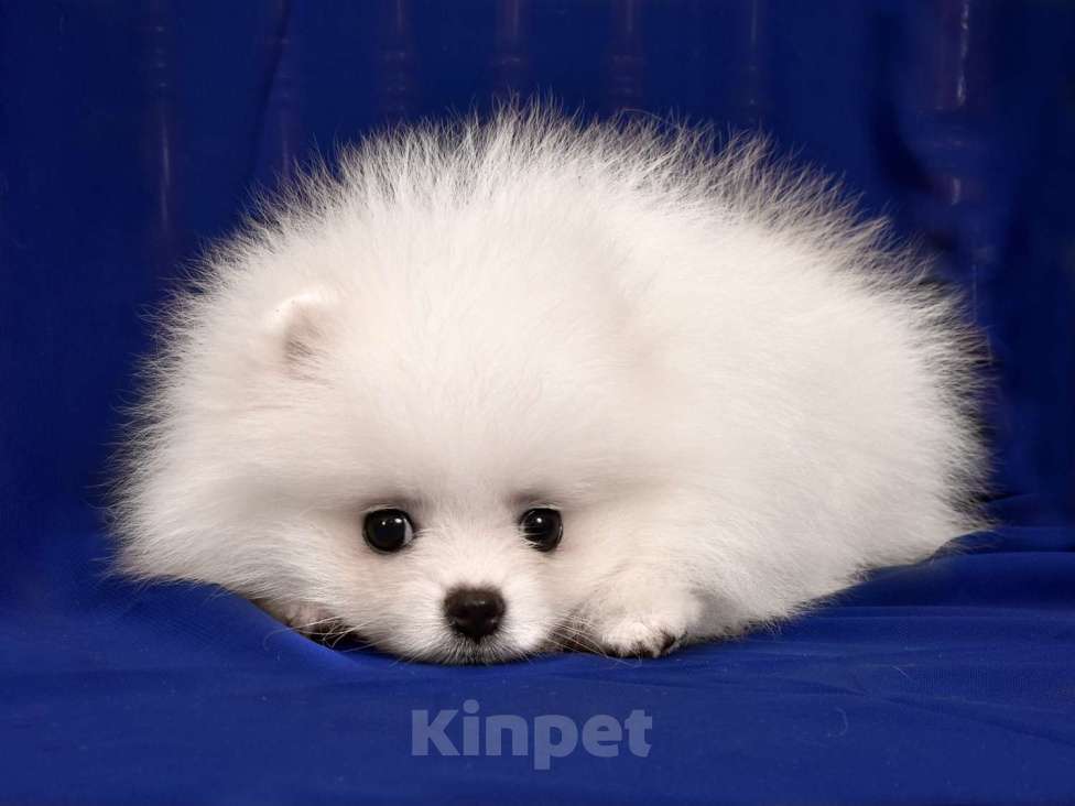 Собаки в Москве: Померанский карликовый шпиц мини мальчик Мальчик, 40 000 руб. - фото 3