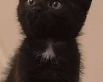 Кошки в Жуковском: Котята Девочка, 1 500 руб. - фото 3