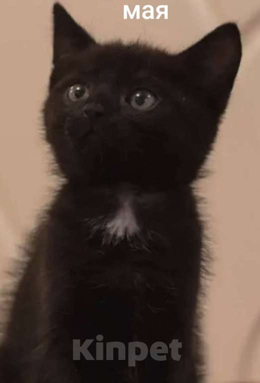 Кошки в Жуковском: Котята Девочка, 1 500 руб. - фото 3