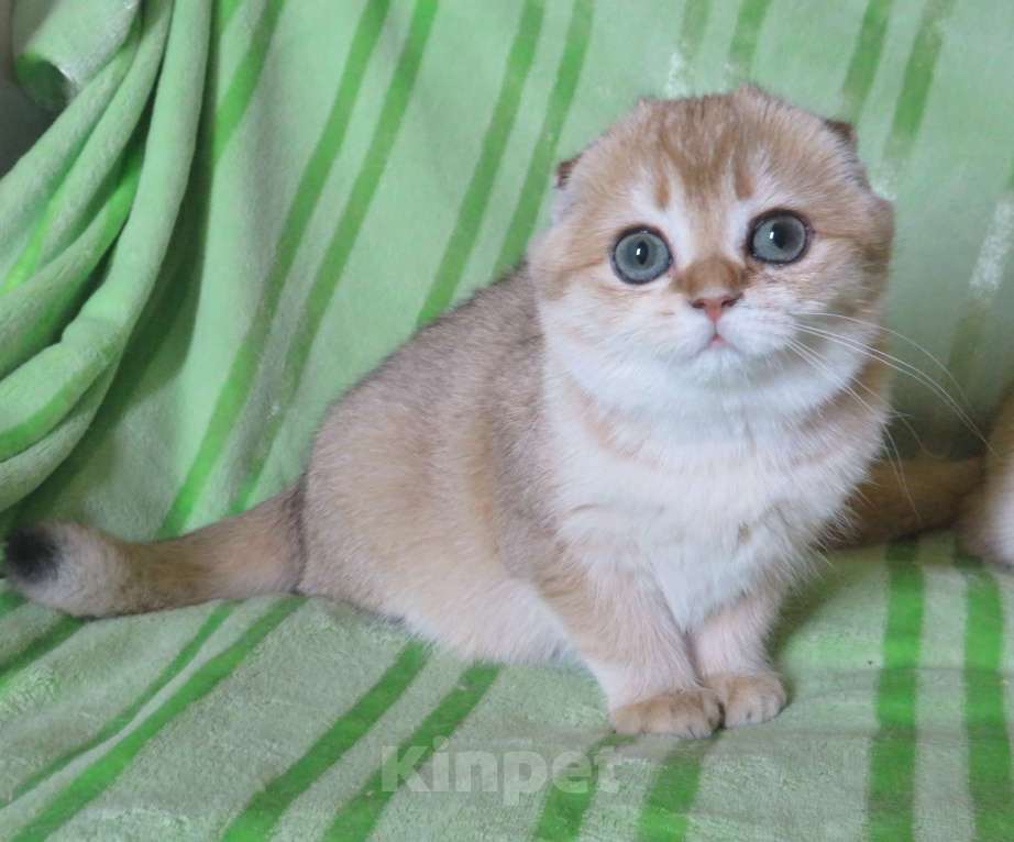 Кошки в Москве: шотландская  кошечка  -золотая шиншилла Девочка, Бесплатно - фото 2