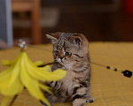 Кошки в Ногинске: Экзотическая короткошерстная  Мальчик, 20 000 руб. - фото 3
