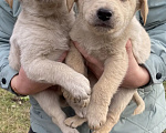 Собаки в Омске: Ищут дом замечательные щенки🐶 Мальчик, Бесплатно - фото 1