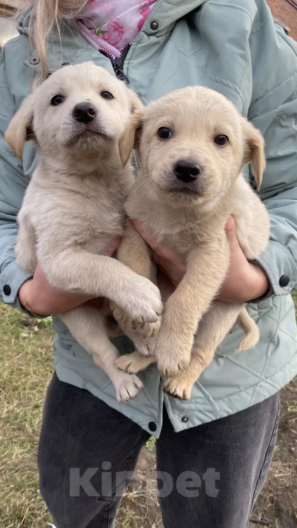 Собаки в Омске: Ищут дом замечательные щенки🐶 Мальчик, Бесплатно - фото 1
