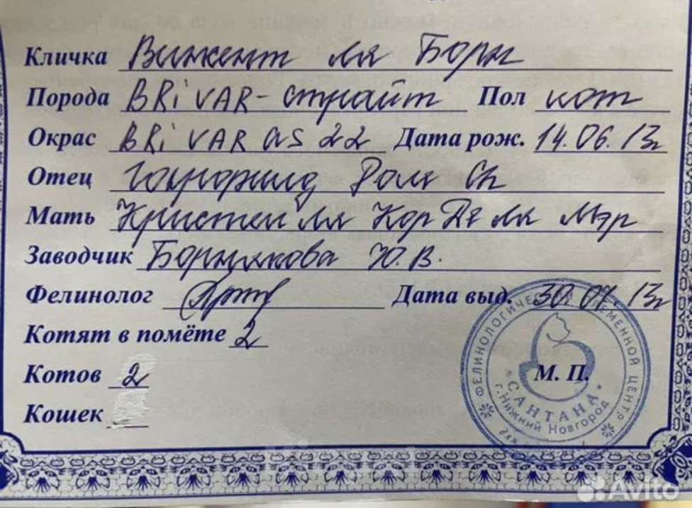 Кошки в Нижнем Новгороде: Породистый кот в добрые руки Мальчик, 1 руб. - фото 6