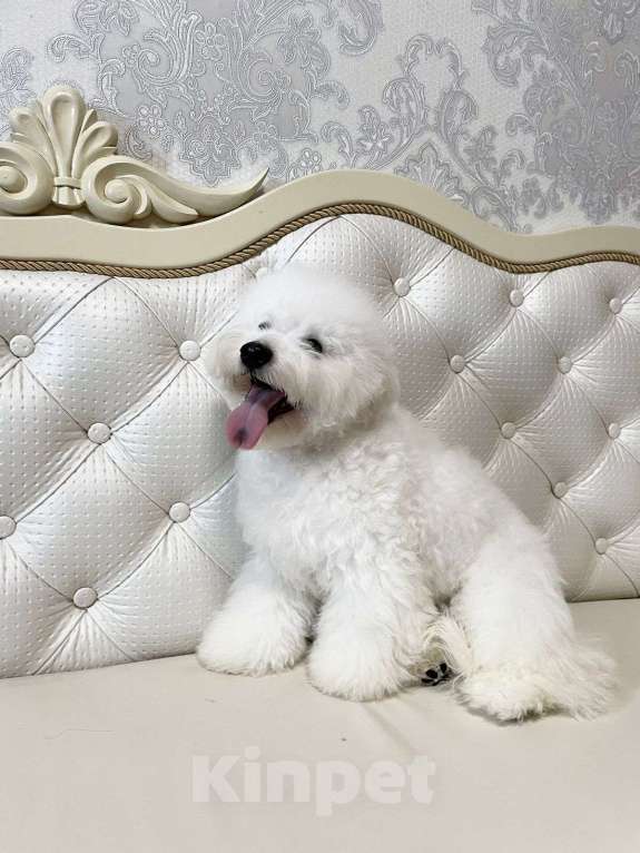 Собаки в Москве: мальчик Мальчик, 60 000 руб. - фото 2