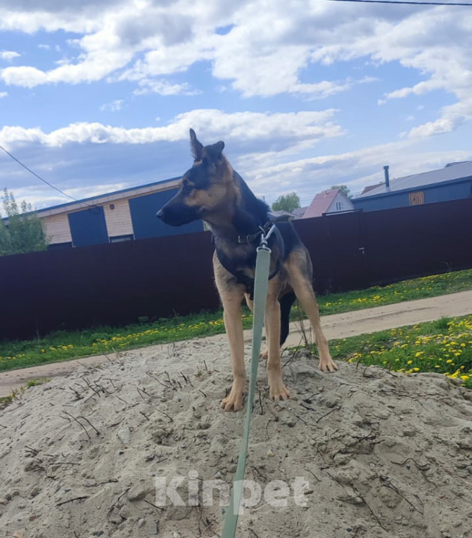 Собаки в Москве: Собака бесплатно. Москва и МО. Марта. Девочка, Бесплатно - фото 4