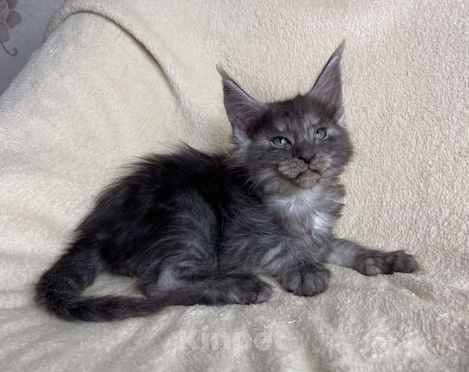 Кошки в Дмитрове: Черный дымчатый кот полидакт Wiking Мальчик, 50 000 руб. - фото 2