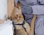 Собаки в Москве: Замечательные щенки Мистер Бонд и Белла ищут дом, Бесплатно - фото 7