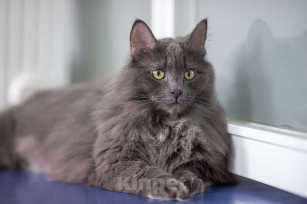 Кошки в Москве: Вульф Мальчик, Бесплатно - фото 6