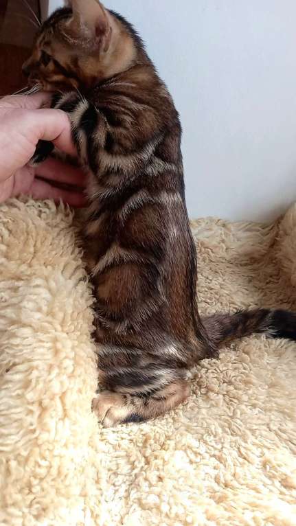 Кошки в Москве: Бенгальский мальчик Мальчик, 30 000 руб. - фото 9