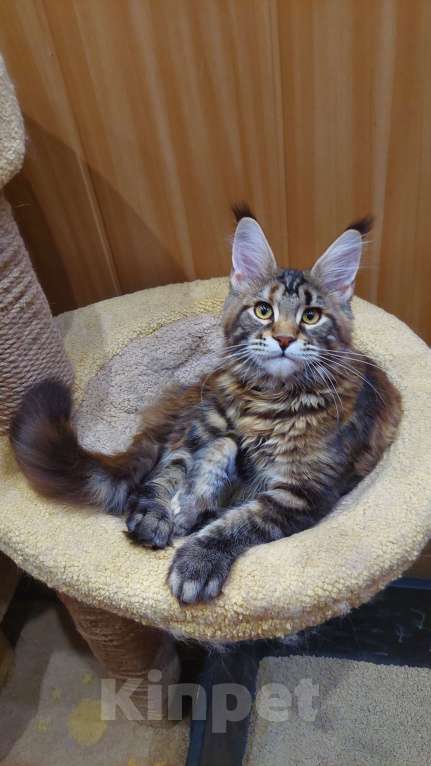 Кошки в Озерске: Красотка - черепашкa Девочка, 35 000 руб. - фото 6