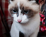 Кошки в Челябинске: Прекрасный котёнок в добрые ручки  Мальчик, 10 руб. - фото 2
