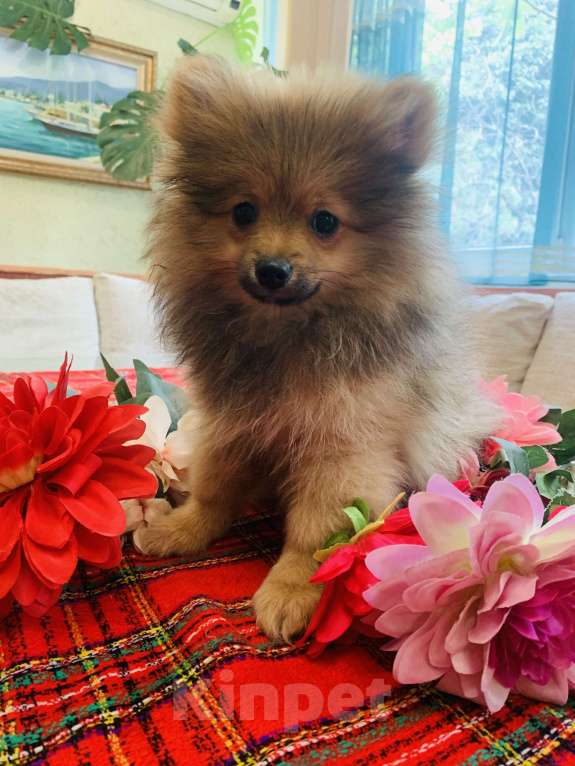 Собаки в Алупке: Щенок померанского шпица Мальчик, 20 000 руб. - фото 2