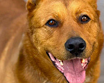 Собаки в Пушкино: Рыжий ищет дом Мальчик, Бесплатно - фото 5