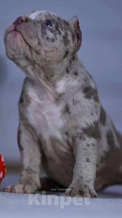 Собаки в Балашихе: Щенок американского булли Девочка, 100 000 руб. - фото 3