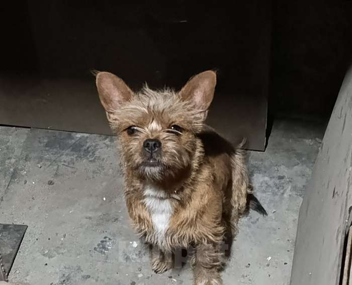 Собаки в Новокузнецке: Нашли собачку Девочка, Бесплатно - фото 1