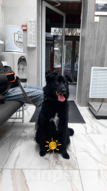 Собаки в Сургуте: Ласковый друг Мальчик, 500 руб. - фото 7