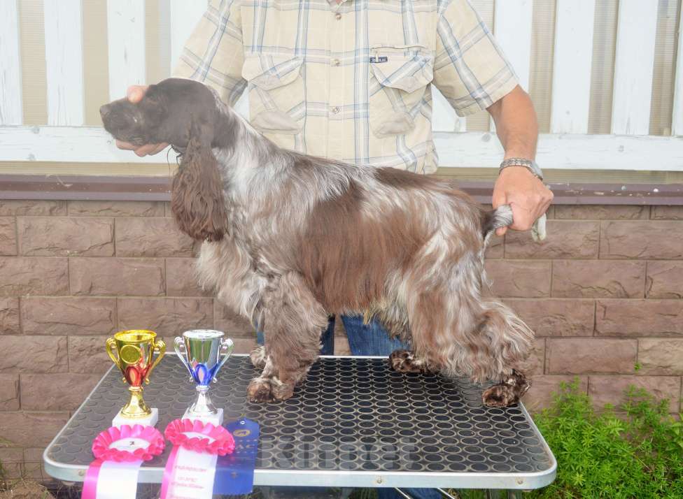 Собаки в Переславле-Залесском: Английского кокера щенок Девочка, 60 000 руб. - фото 5