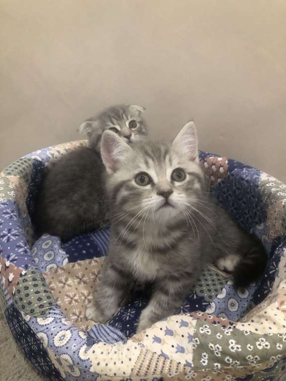 Кошки в Долгопрудном: Продается шотландская кошка  Мальчик, 3 000 руб. - фото 3