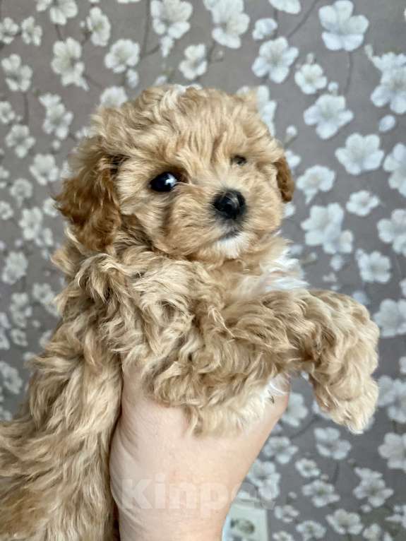 Собаки в Москве: Мальтипу девочка 2 месяца  Девочка, 200 000 руб. - фото 2