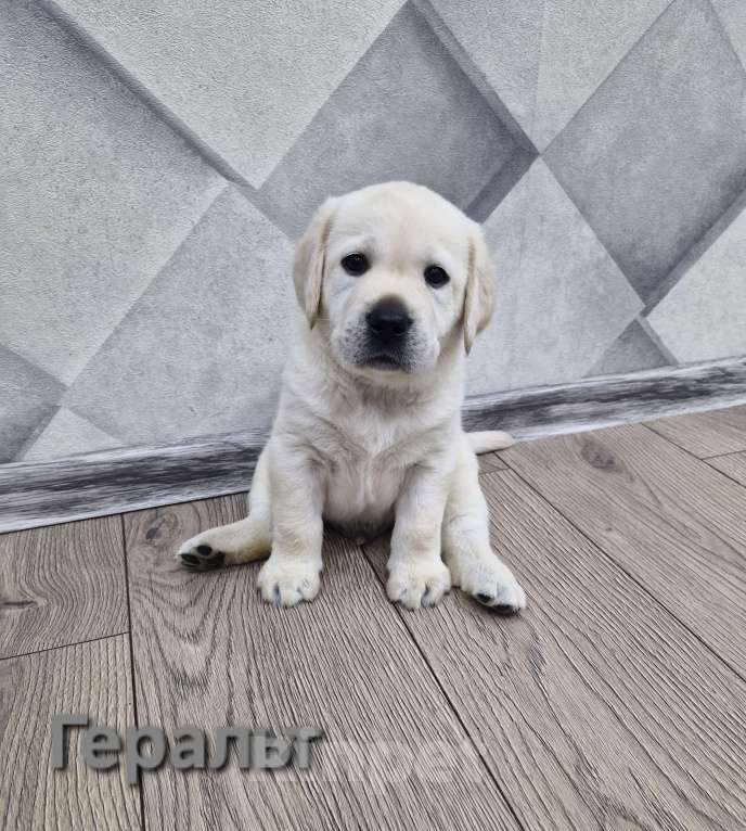 Собаки в Новокузнецке: Щенки Лабрадора РКФ  Мальчик, 65 000 руб. - фото 4