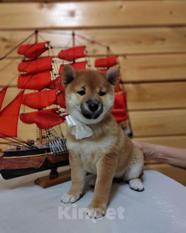 Собаки в Ореховом-Зуево: Сиба ину щенки три девочки  Девочка, 70 000 руб. - фото 2