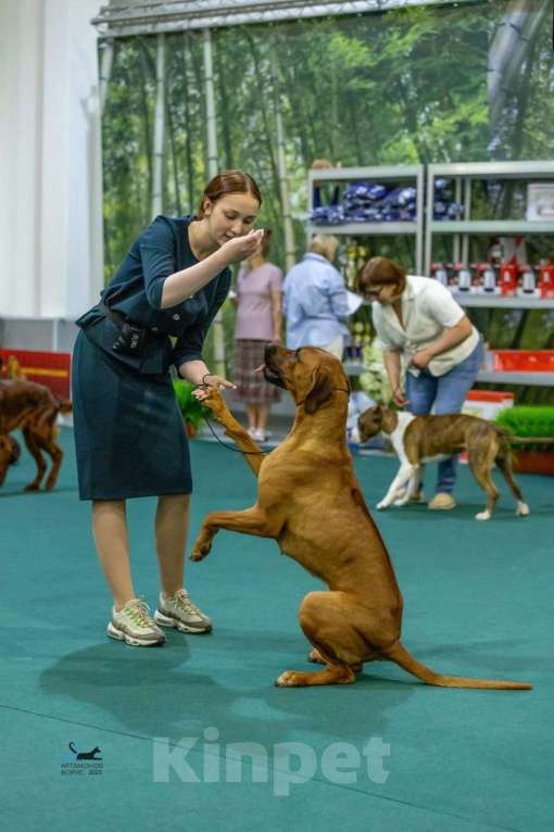 Собаки в других городах Московской области: Малышка Единственная в помете  Девочка, 110 000 руб. - фото 10