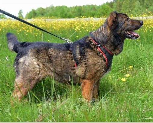 Собаки в Москве: Джек Мальчик, Бесплатно - фото 3