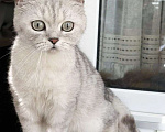 Кошки в Москве: Шотландская кошечка ищет дом Девочка, Бесплатно - фото 2