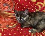 Кошки в Липецке: Котенок Девочка, Бесплатно - фото 2