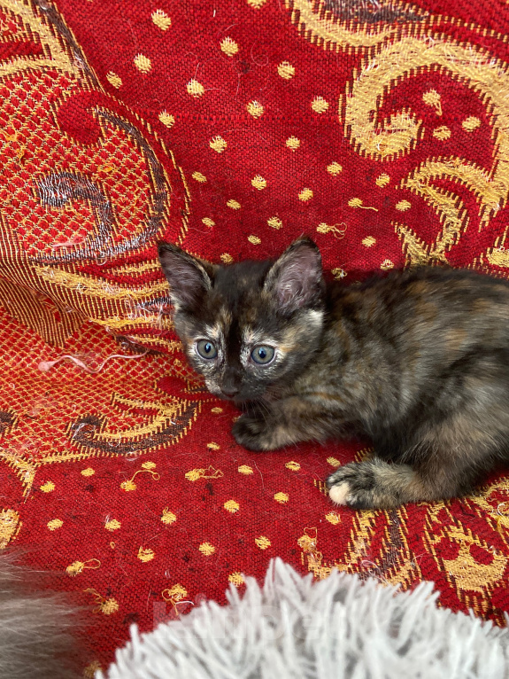 Кошки в Липецке: Котенок Девочка, Бесплатно - фото 2