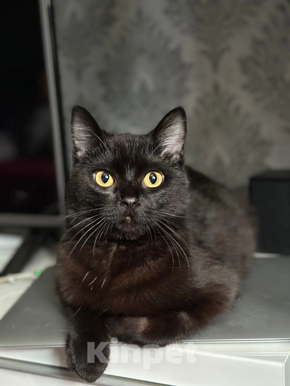 Кошки в Краснодаре: Потерялся комок любви  Мальчик, 10 000 руб. - фото 3