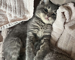 Кошки в Москве: Котик  Мальчик, 1 руб. - фото 1