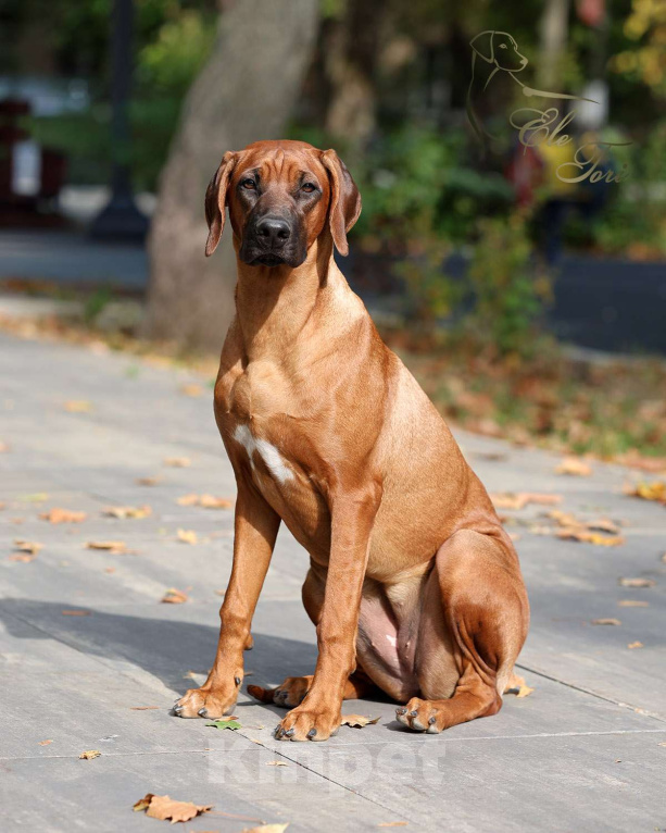 Собаки в Москве: Щенок родезийского риджбека, подрощенная девочка Девочка, Бесплатно - фото 2