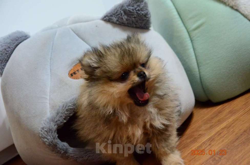 Собаки в Нижнем Новгороде: Мальчик Мальчик, 25 000 руб. - фото 3