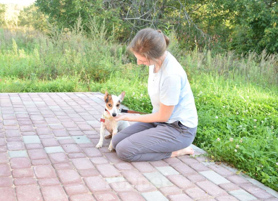 Собаки в Москве: Джек рассел в добрые руки! Девочка, Бесплатно - фото 6