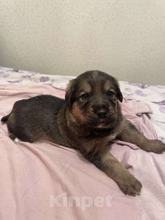 Собаки в Екатеринбурге: Щенки в добрые руки Мальчик, 500 руб. - фото 1