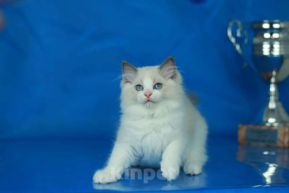 Кошки в Москве: Рэгдолл-девочка Девочка, Бесплатно - фото 5