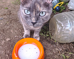 Кошки в Юрьеве-Польском: Кошка Девочка, Бесплатно - фото 2