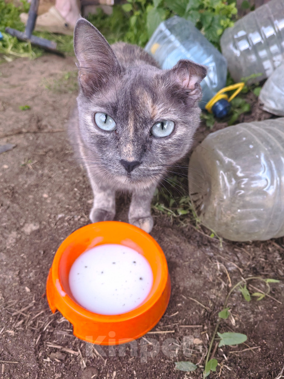 Кошки в Юрьеве-Польском: Кошка Девочка, Бесплатно - фото 2