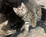 Кошки в других городах Нижегородской области: Котята в добрые руки Разнополые, Бесплатно - фото 3