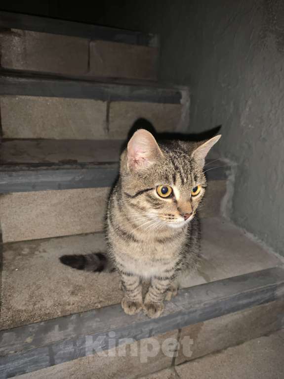 Кошки в Саратове: Котенок мальчик в добрые руки  Мальчик, Бесплатно - фото 2